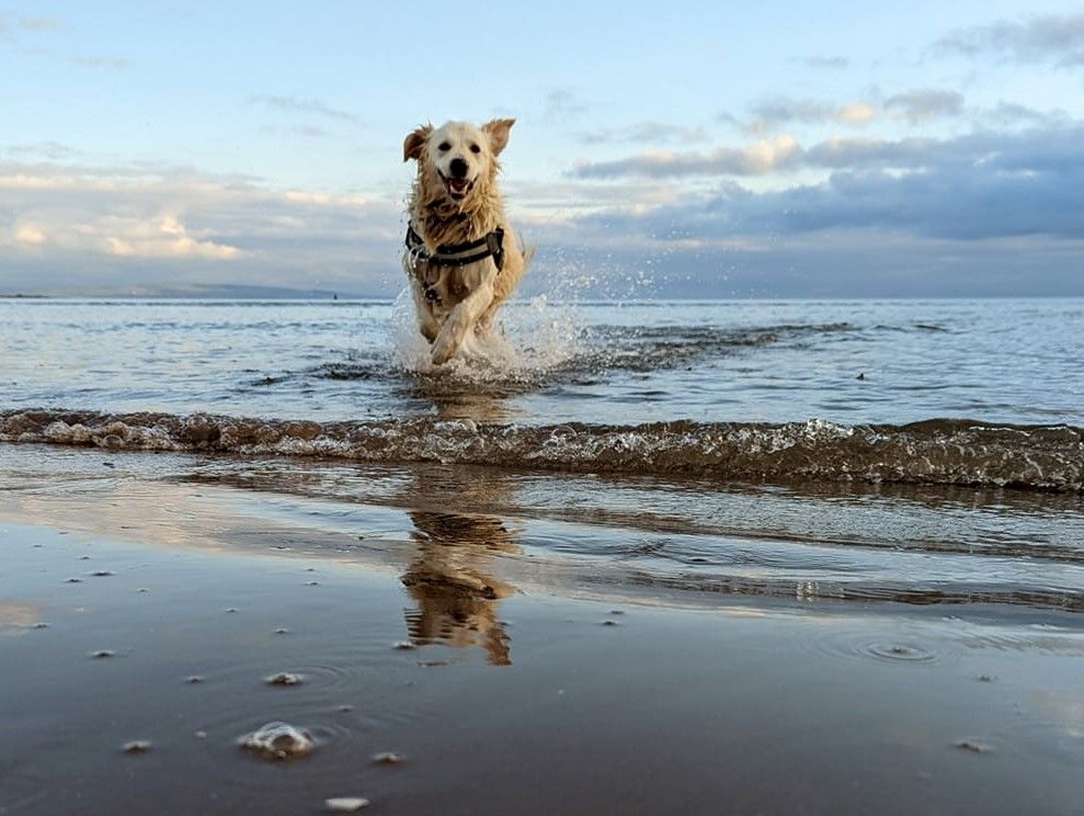 Irvine dog face of Keep Scotland Beautiful beach campaign